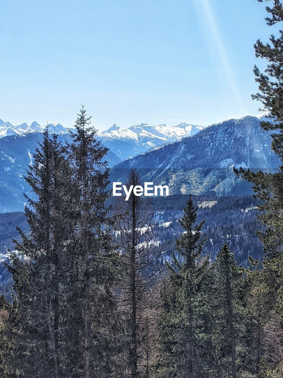 Pine trees on snowcapped mountains against sky