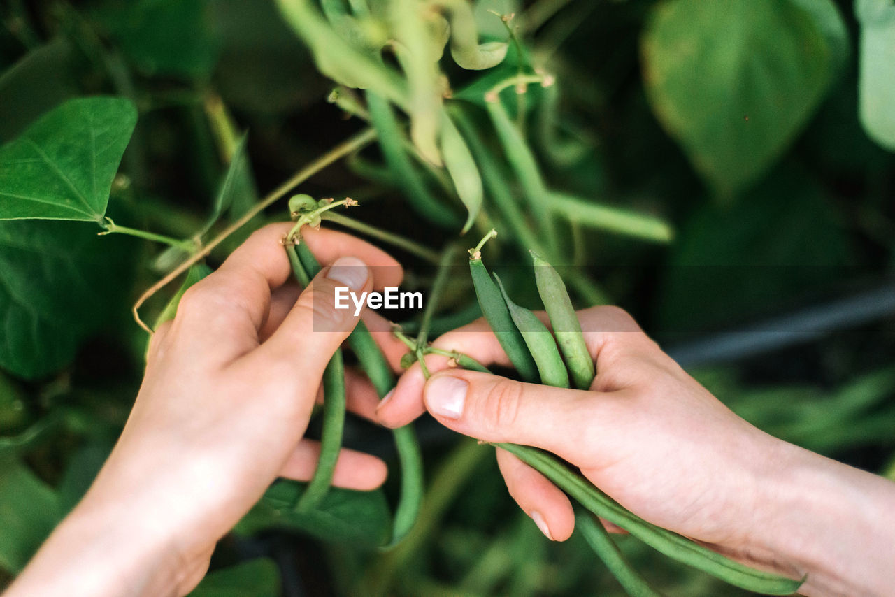 Young woman picking green beans from the vegetable garden