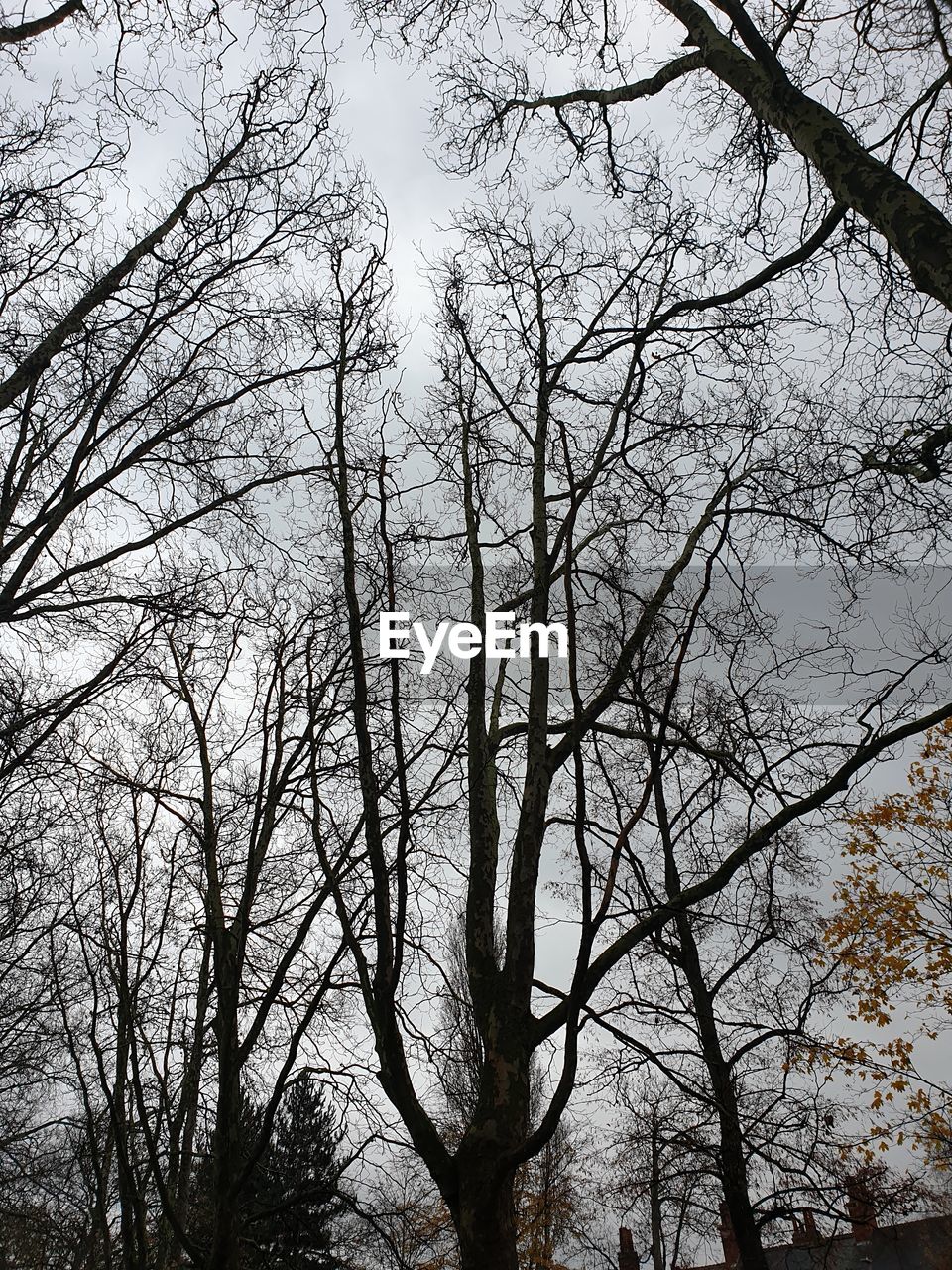 LOW ANGLE VIEW OF SILHOUETTE BARE TREE AGAINST SKY