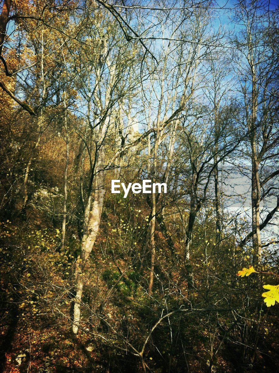 VIEW OF TREES IN FOREST