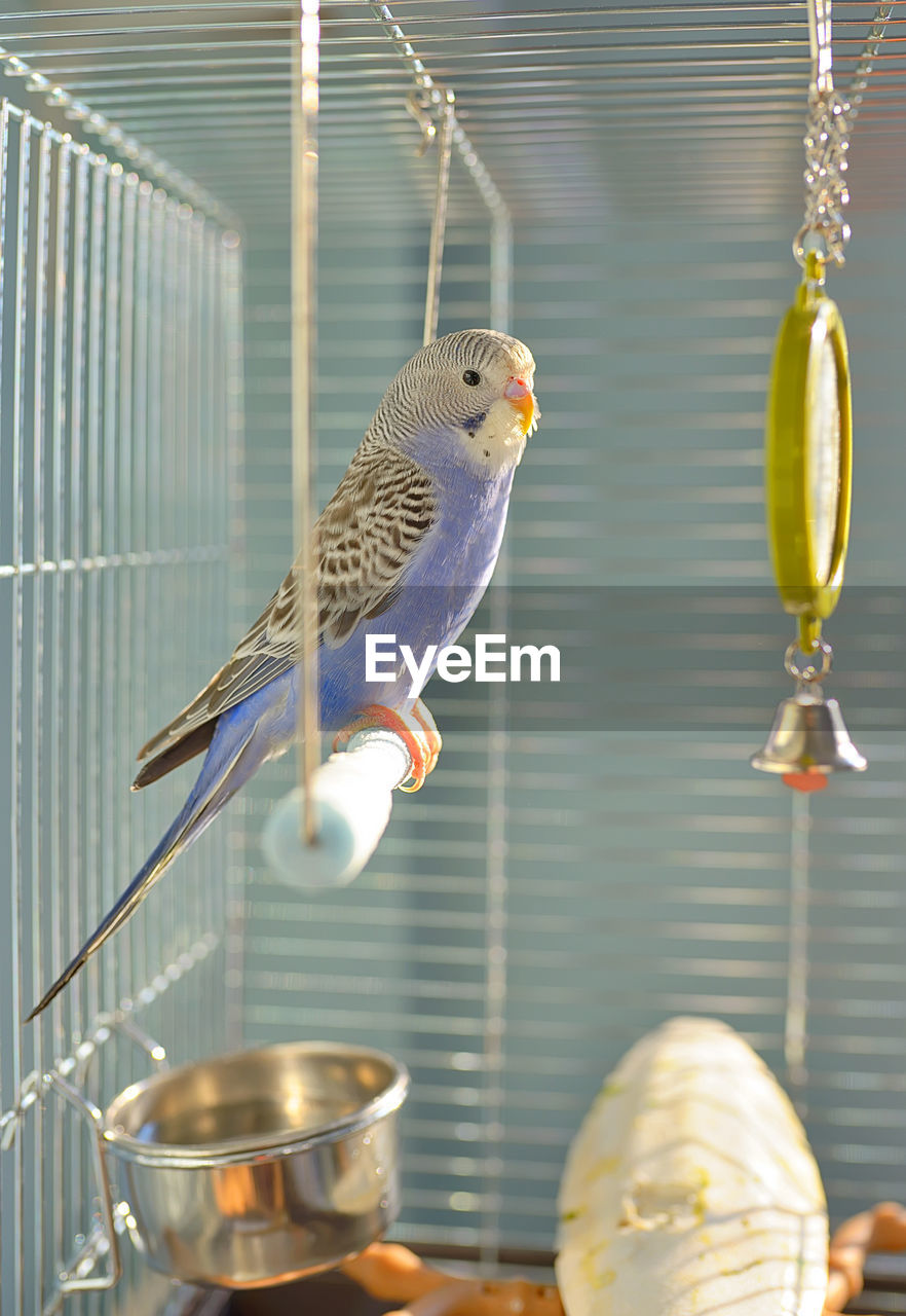 Close-up of birds perching in cage