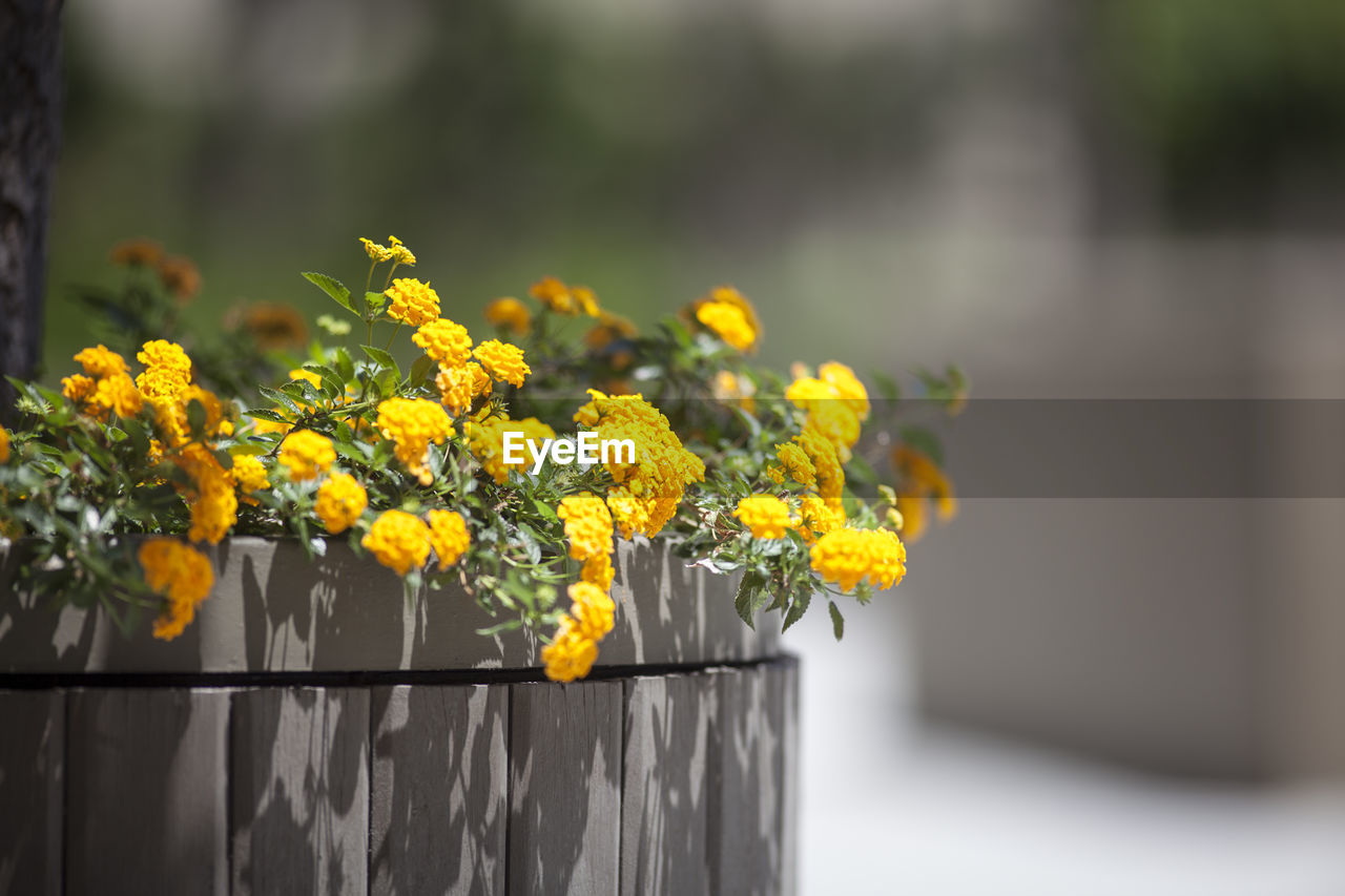 Yellow flowers growing on plant