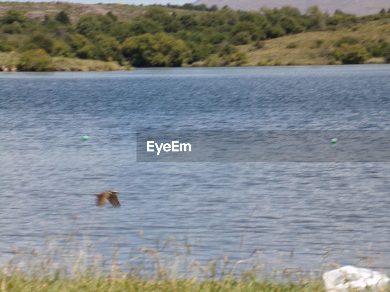 CLOSE-UP OF MALLARD DUCKS FLYING OVER LAKE