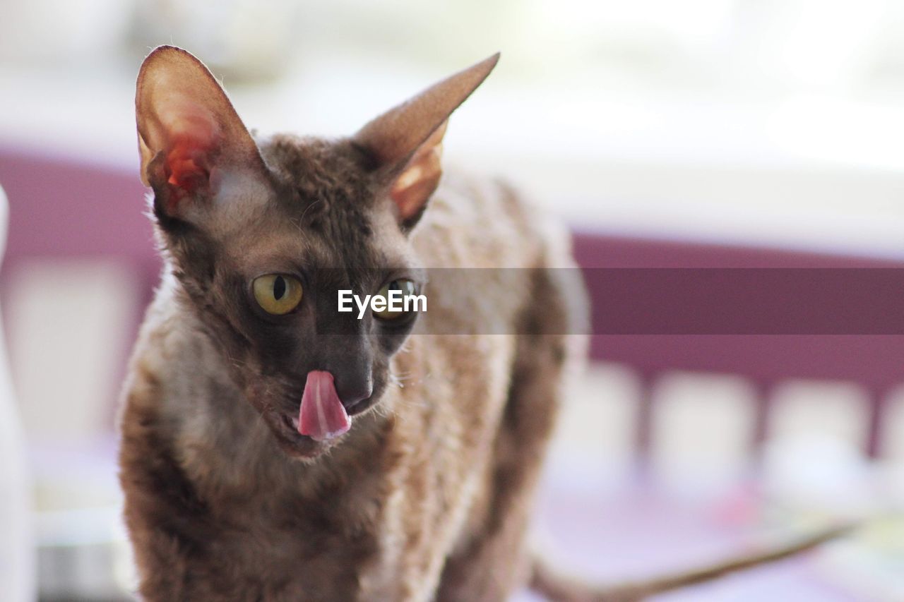 Ina the cornish rex 