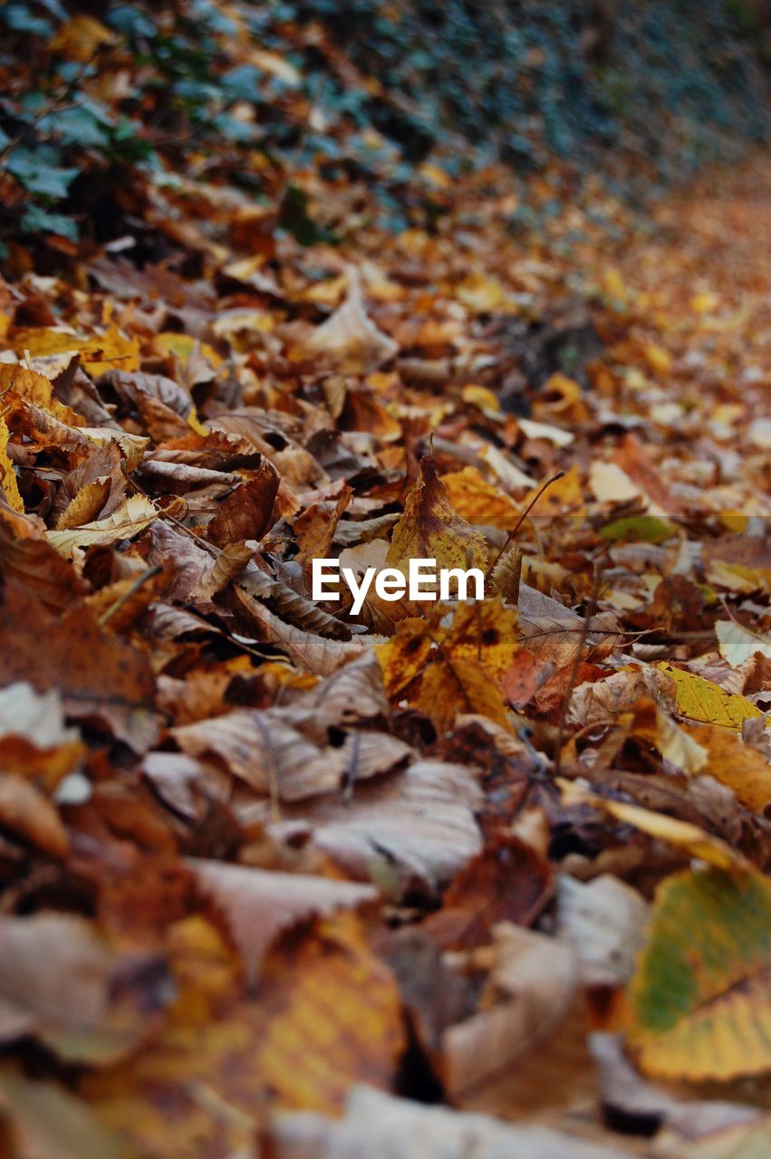 CLOSE-UP OF LEAVES IN AUTUMN