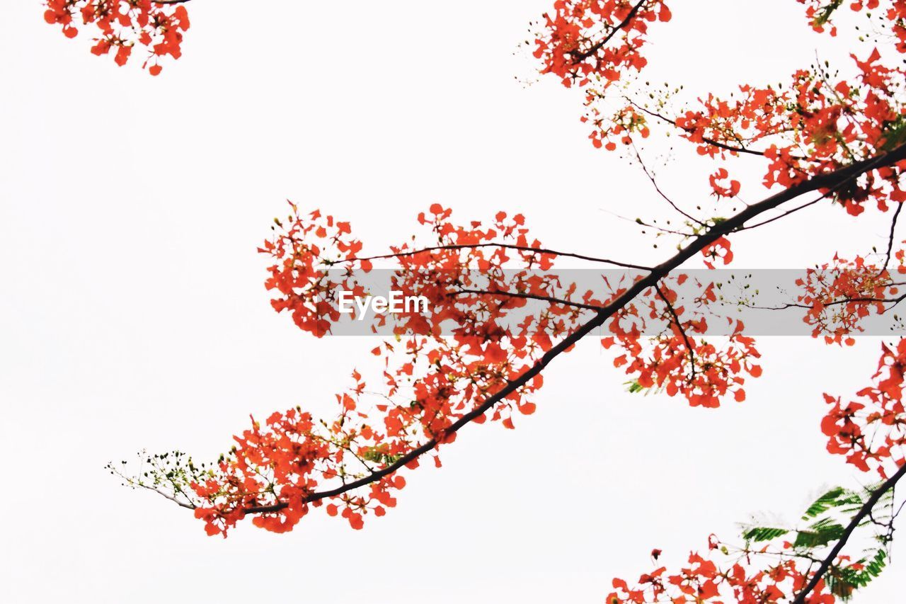 LOW ANGLE VIEW OF FLOWERS ON BRANCH