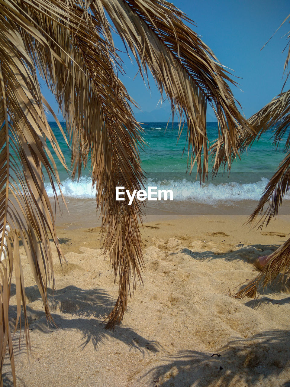 PALM TREES GROWING ON BEACH AGAINST SKY