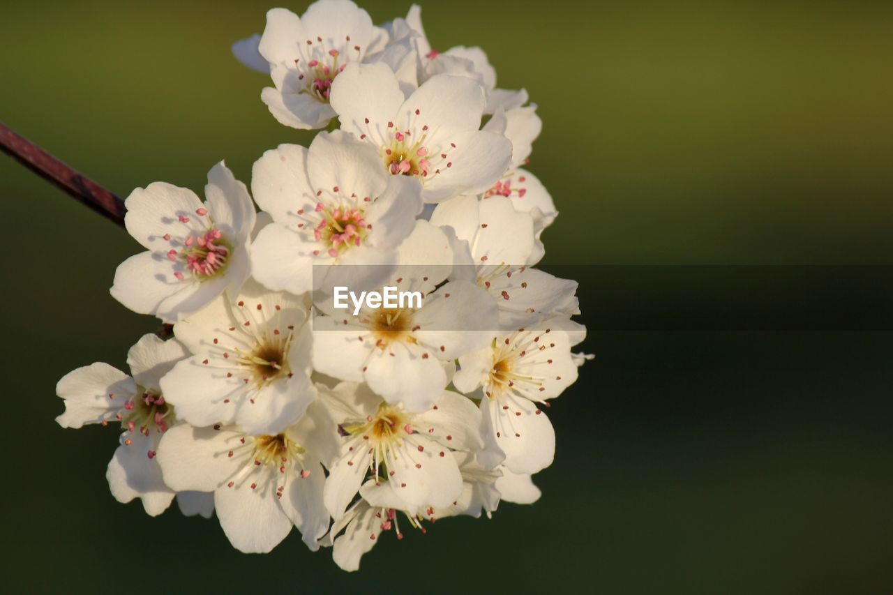 Close up of a white pear tree blossom