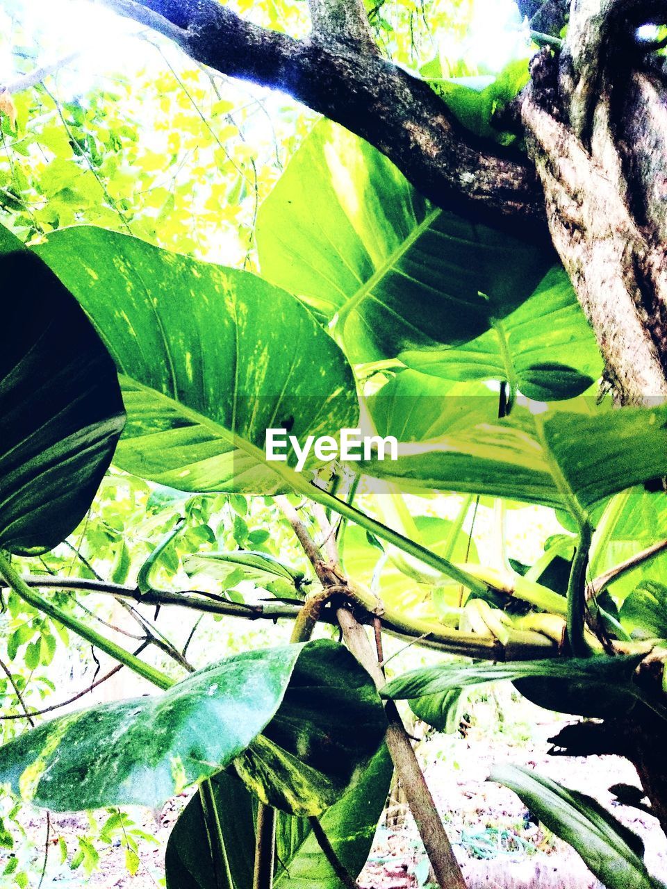 CLOSE-UP OF GREEN LEAVES ON TREE