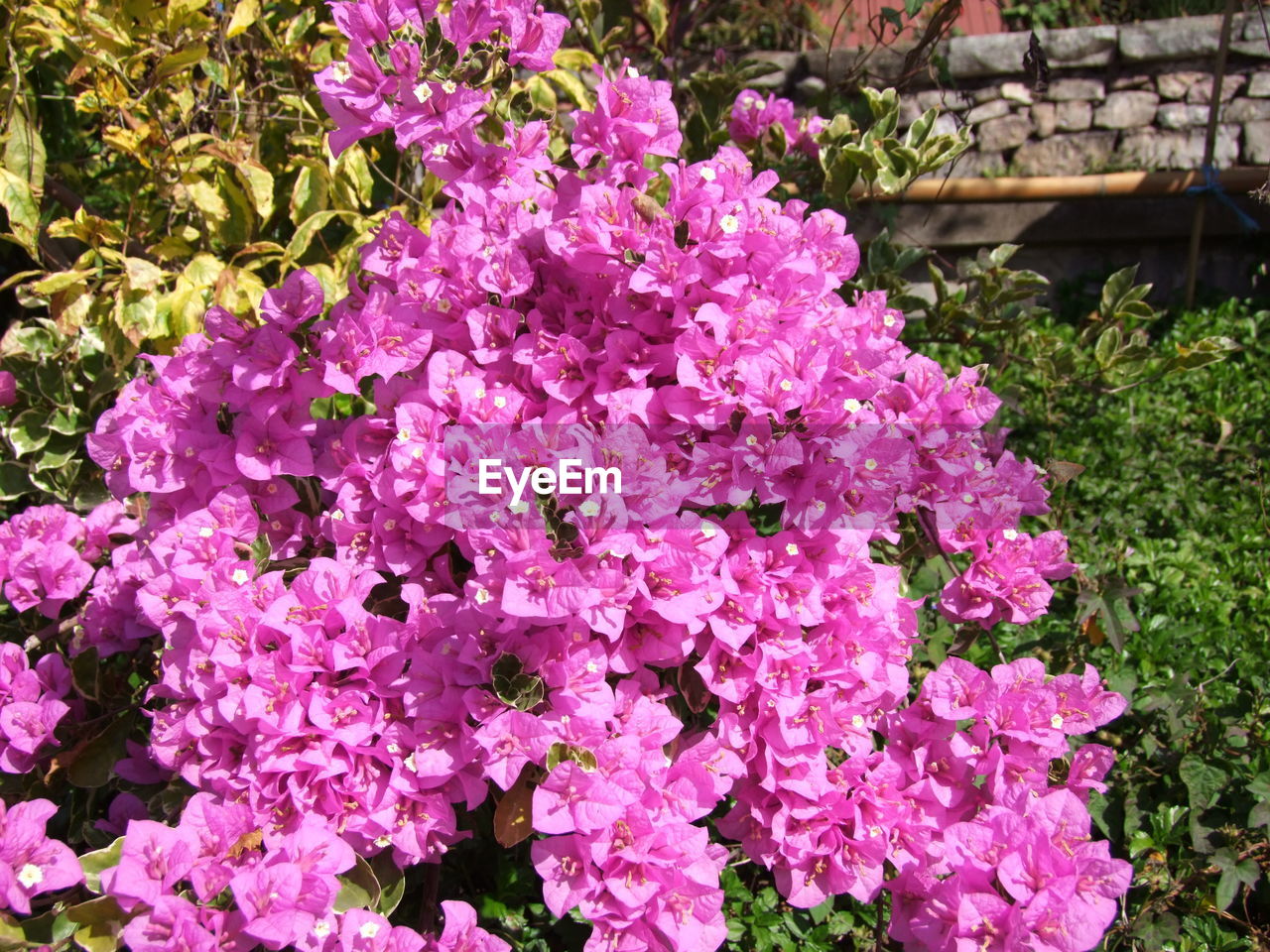 CLOSE-UP OF PINK FLOWERS GROWING ON PLANT