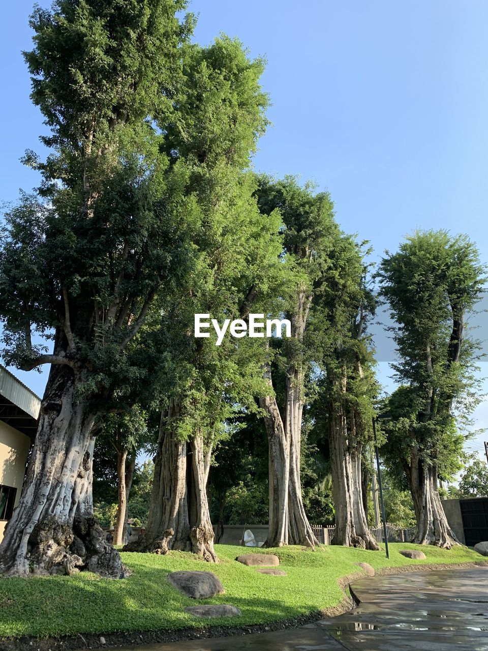 TREES GROWING IN FIELD AGAINST SKY