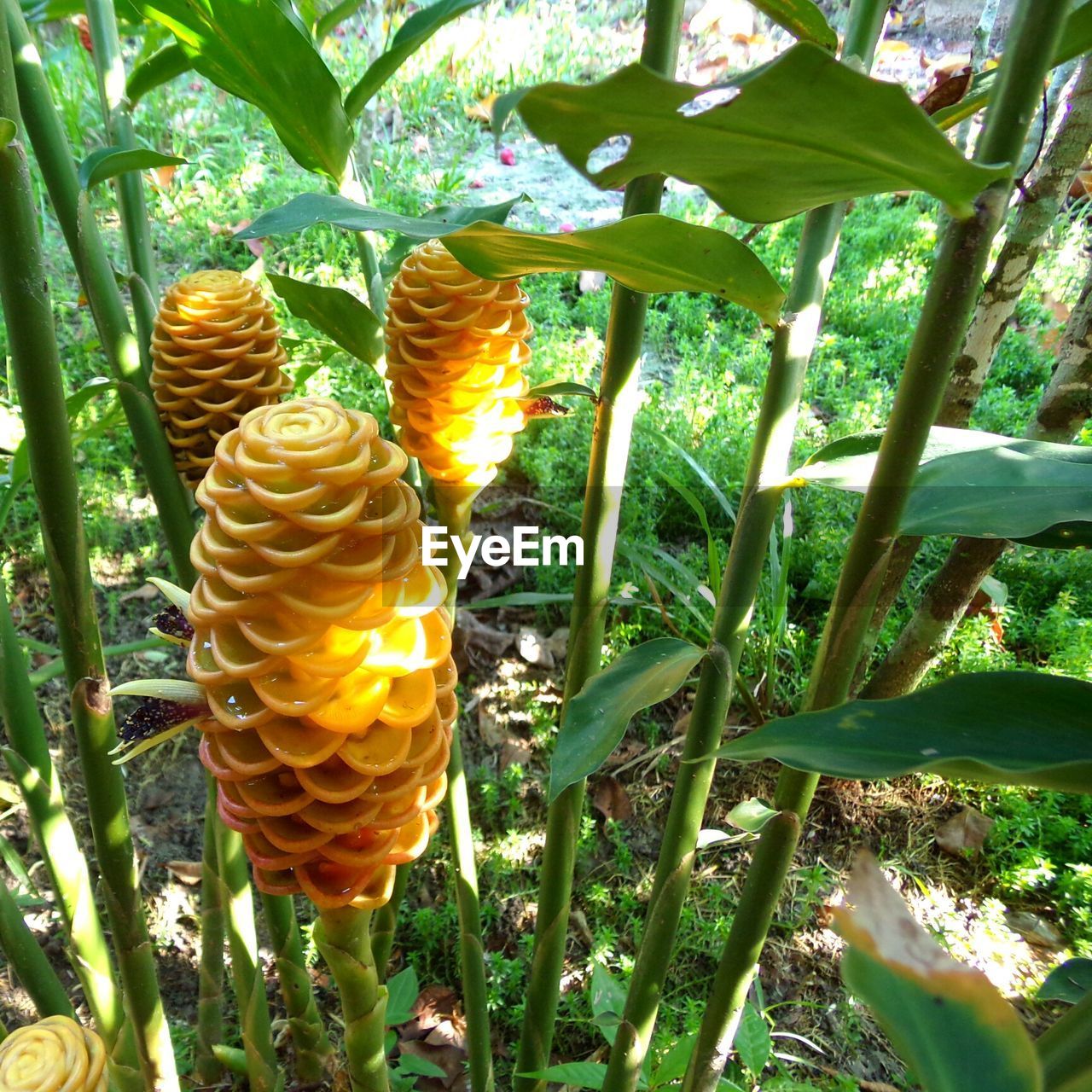 PLANTS GROWING IN A GARDEN