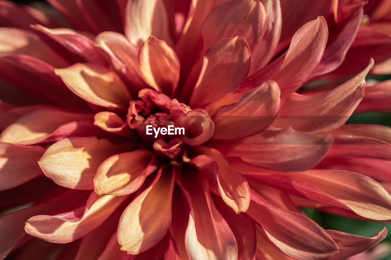 Close-up of pink dahlia