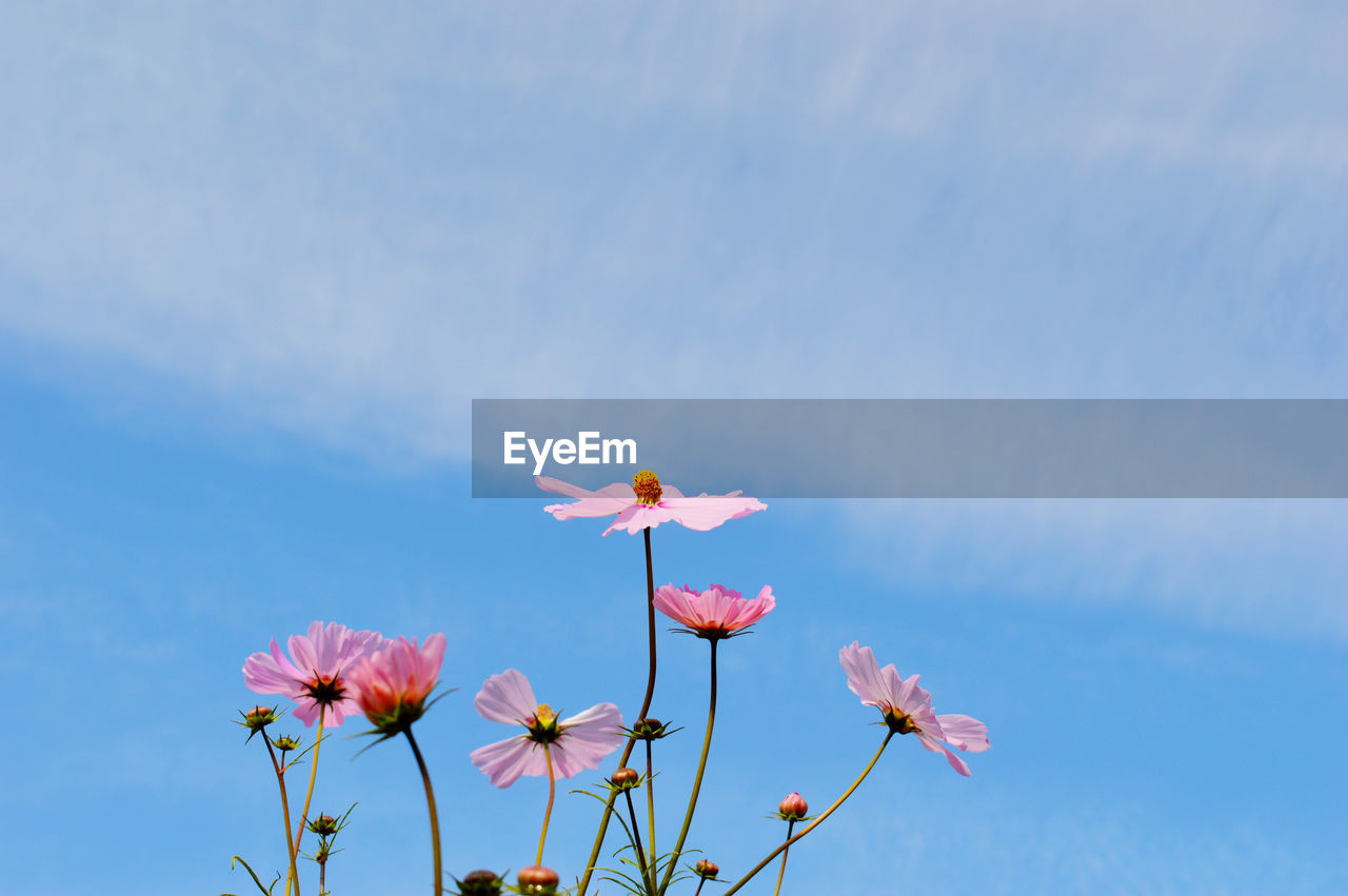 Low angle view of pink flowering plants against blue sky