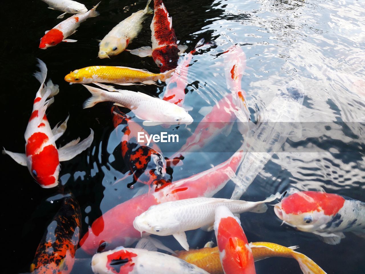 VIEW OF KOI FISH IN WATER