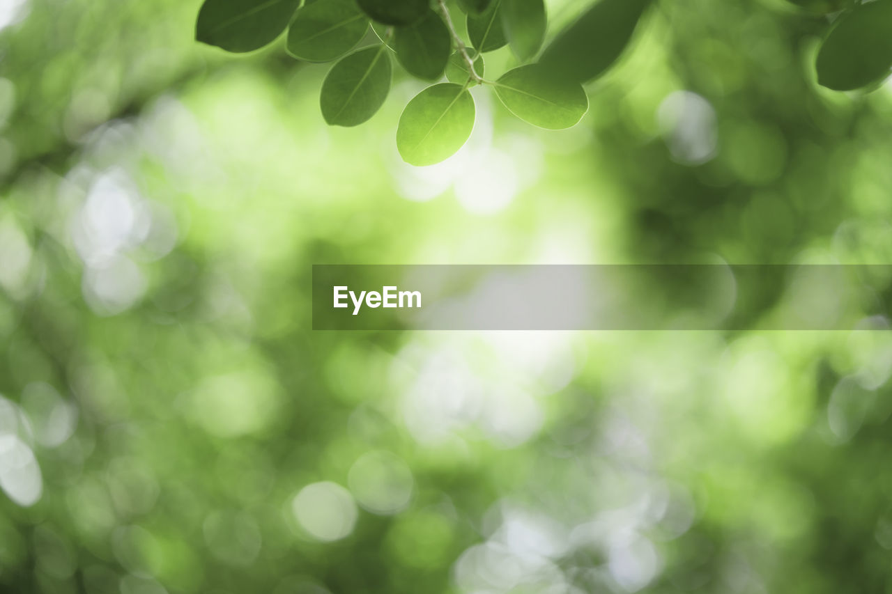 DEFOCUSED IMAGE OF TREES