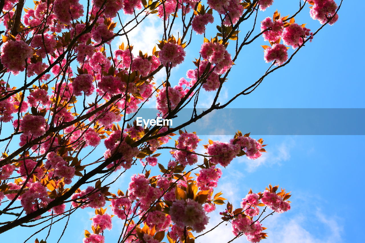 LOW ANGLE VIEW OF PINK CHERRY BLOSSOM