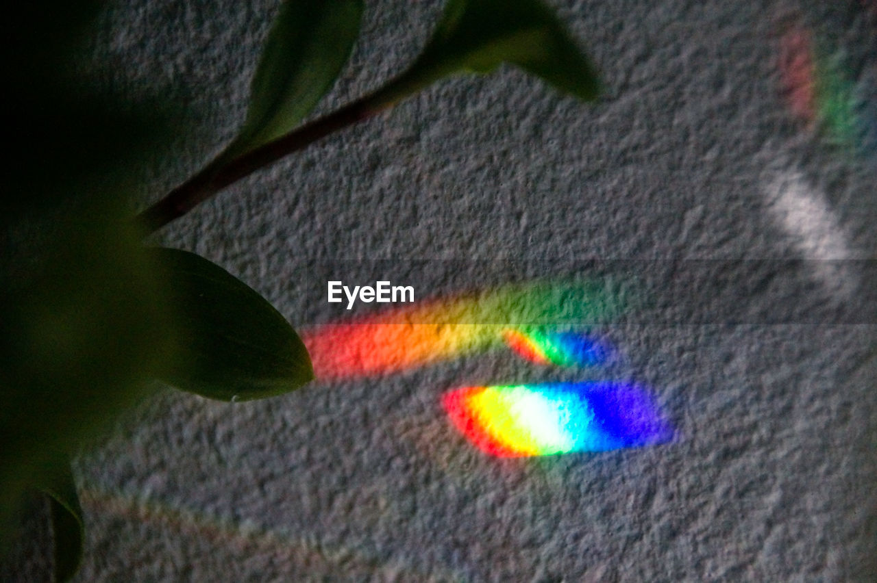 Close-up of multi colored spectrum over wall by plant
