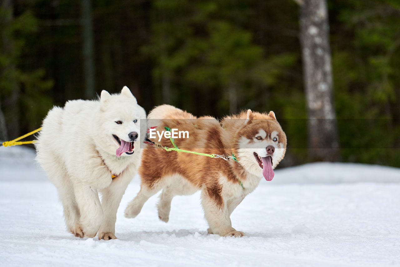 Running husky and samoyed dog, sled dog racing. winter dog sport sled competition. siberian husky