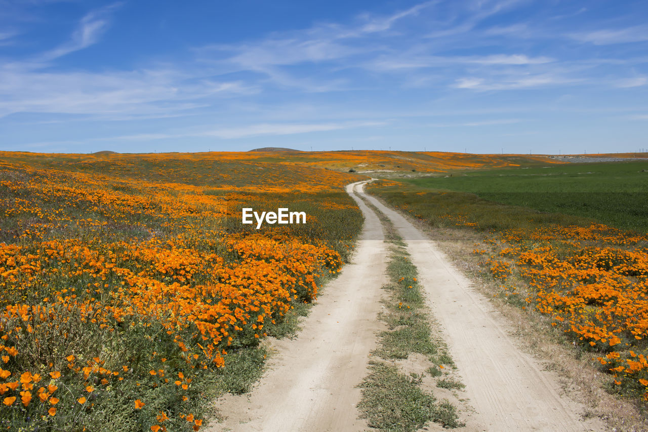 SCENIC VIEW OF ROAD AMIDST PLANTS ON FIELD AGAINST SKY