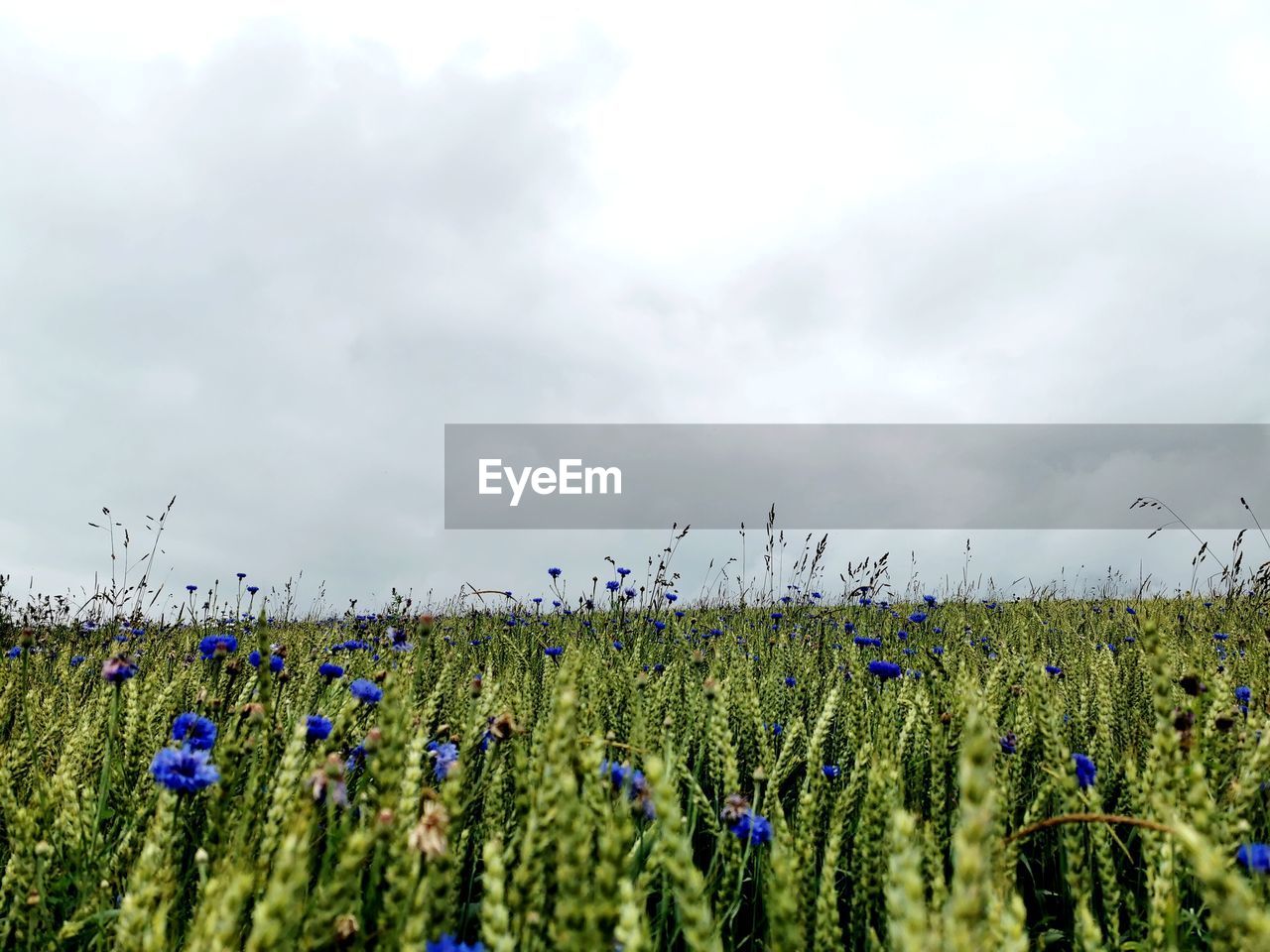 SCENIC VIEW OF LAVENDER FIELD AGAINST CLOUDY SKY