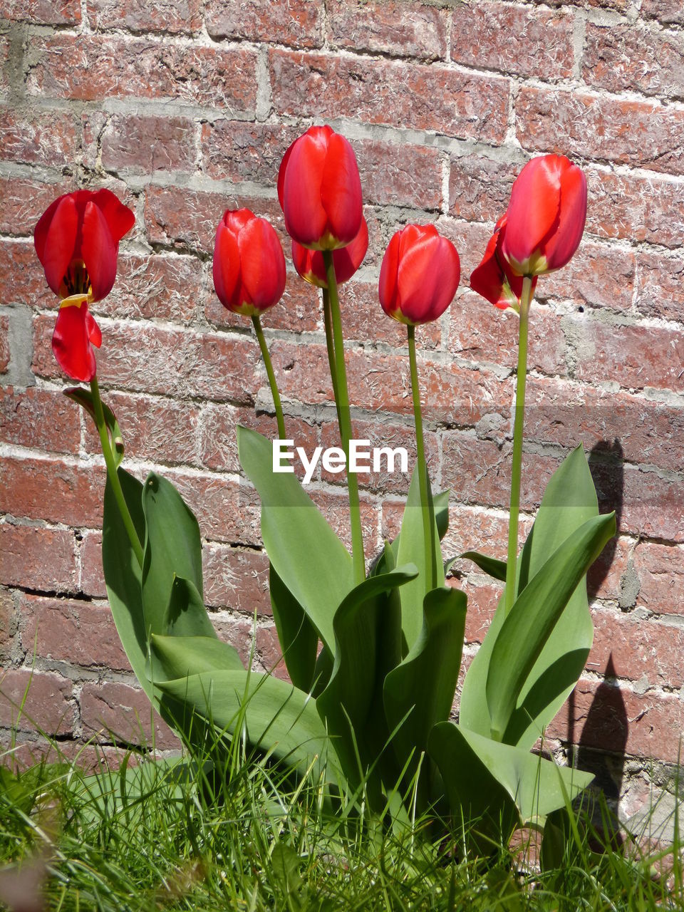 RED POPPY FLOWERS GROWING ON BRICK WALL