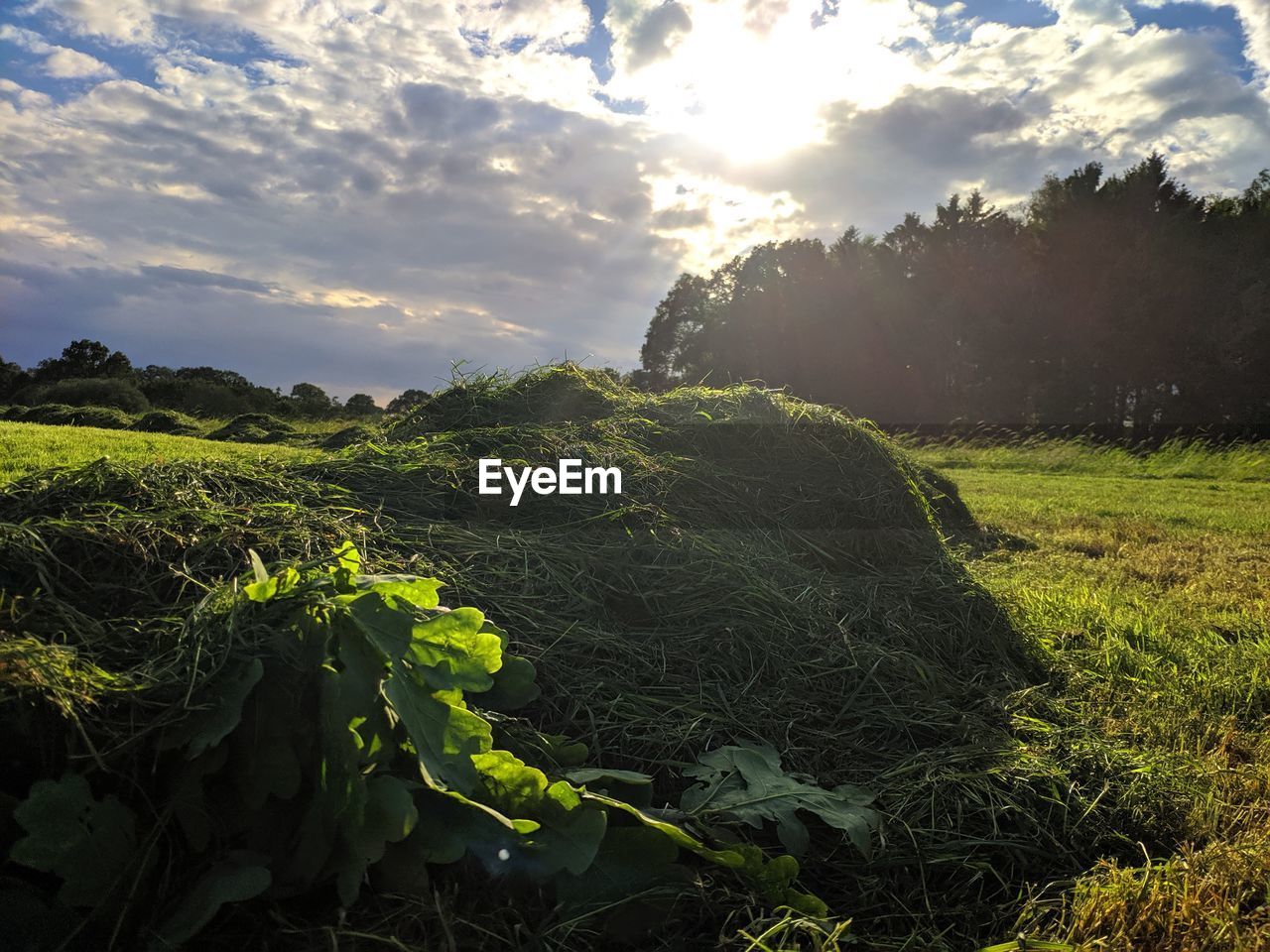 PLANTS GROWING ON LAND