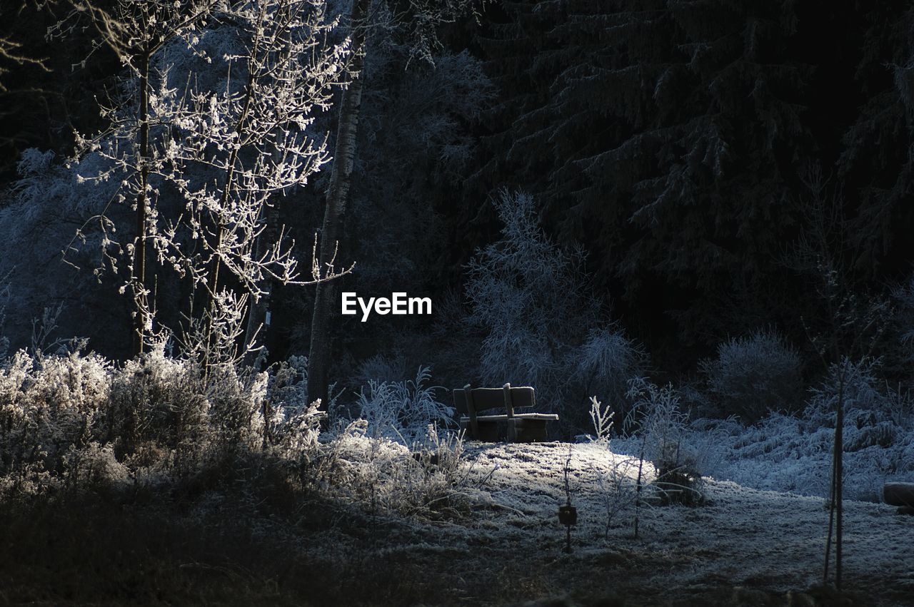 Trees growing in forest at night during winter