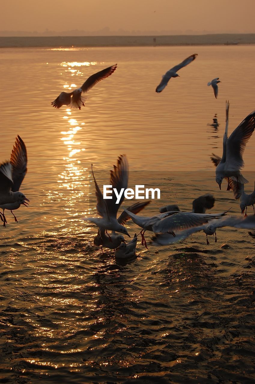 BIRDS FLYING OVER SEA