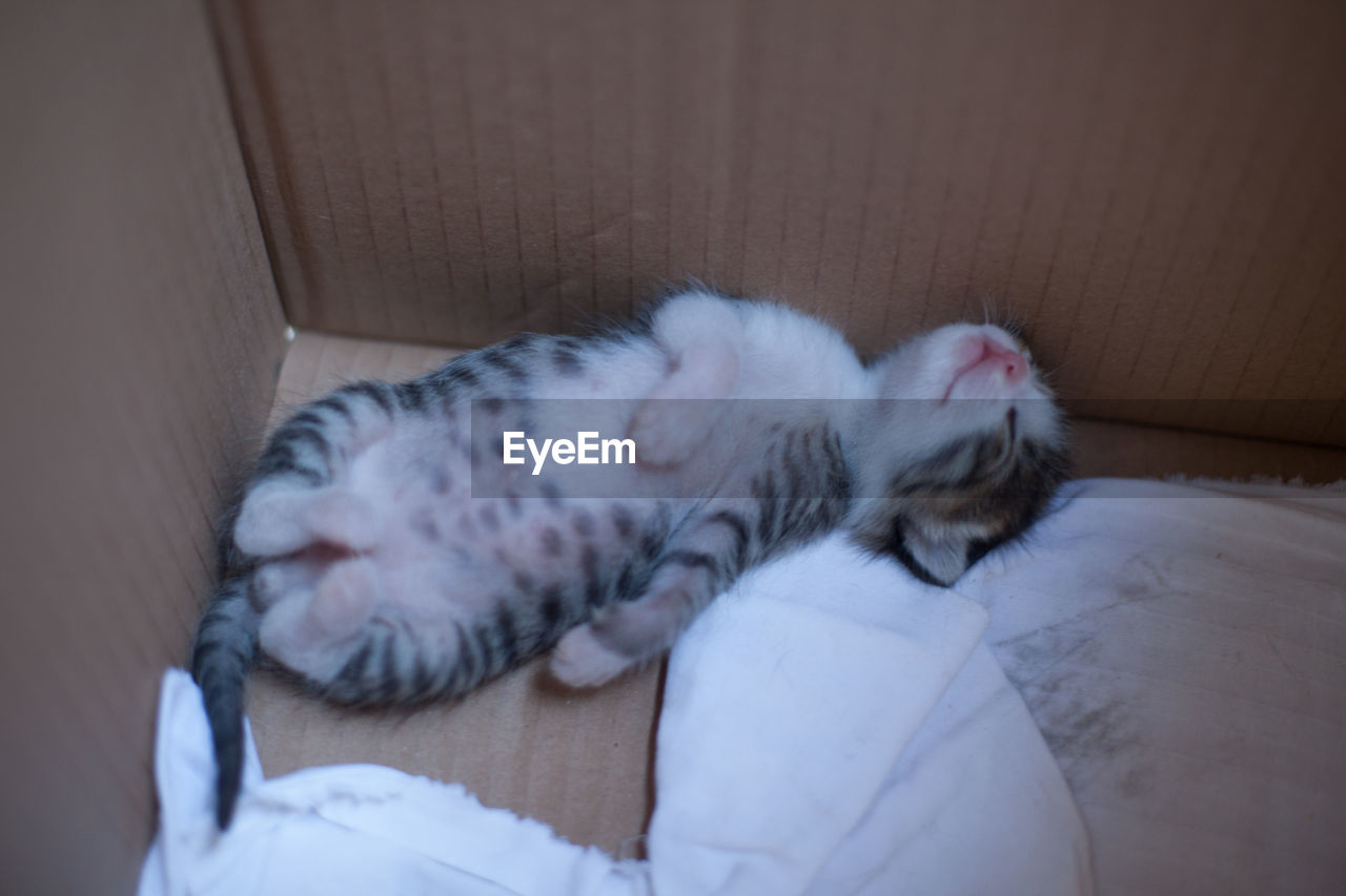 Kitten lying in a box