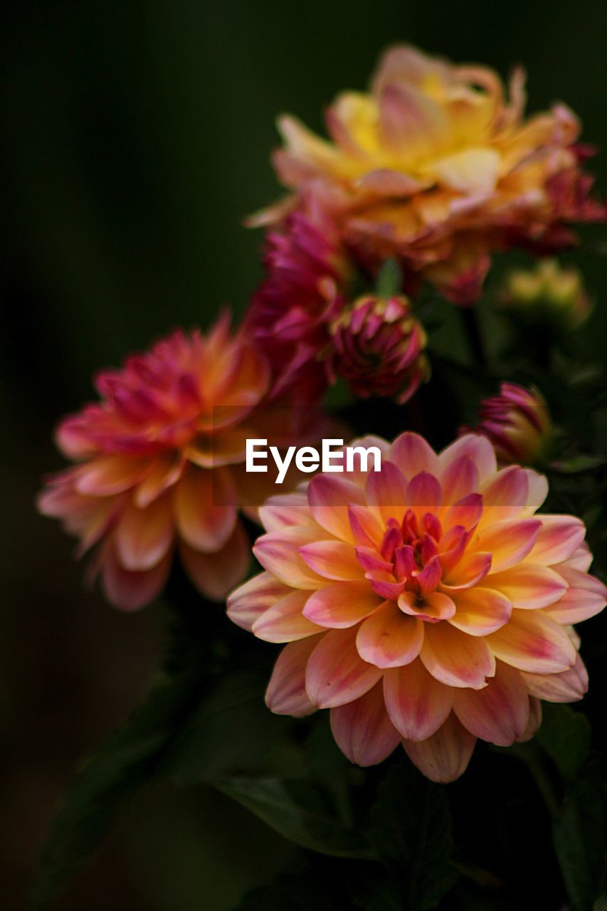 Close-up of flowers blooming outdoors