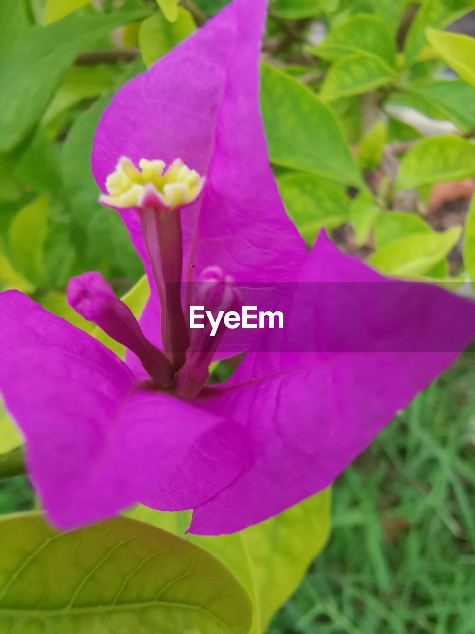 plant, flowering plant, flower, freshness, beauty in nature, growth, petal, close-up, fragility, inflorescence, flower head, plant part, leaf, nature, pink, purple, no people, focus on foreground, day, outdoors, green, springtime, blossom, botany, selective focus, pollen