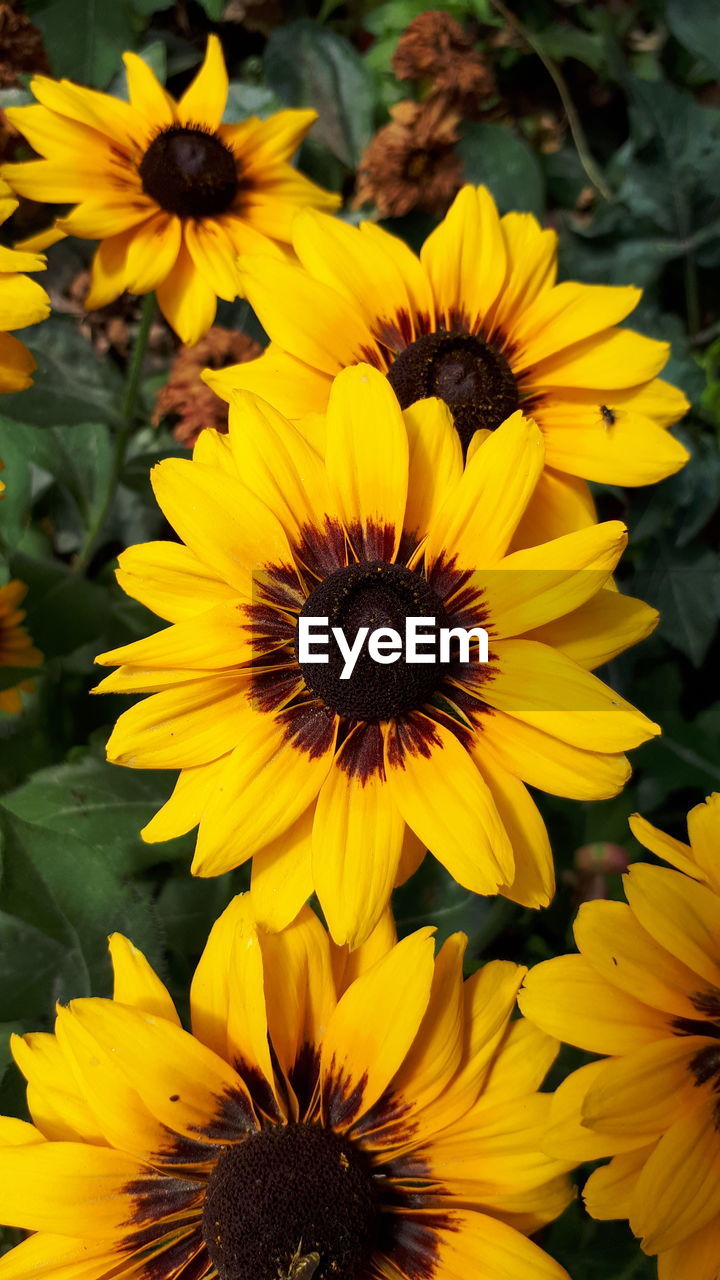 Close-up of yellow flowering plant