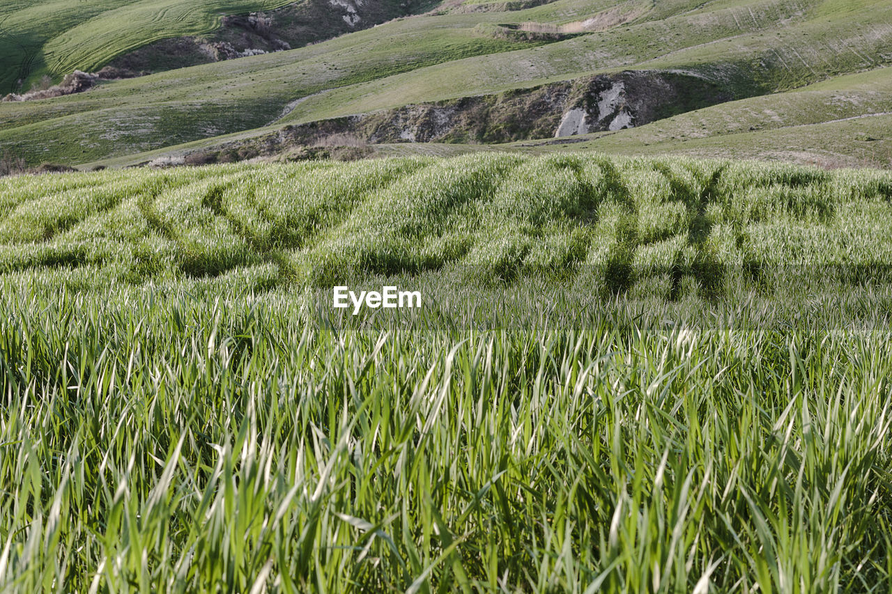 Scenic view of wheat field against sky