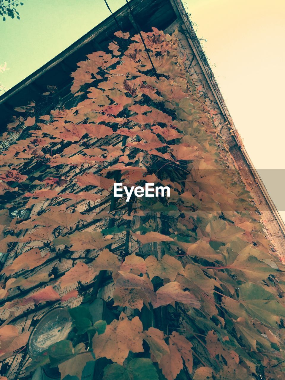 Corner of building grown with colorful ivy