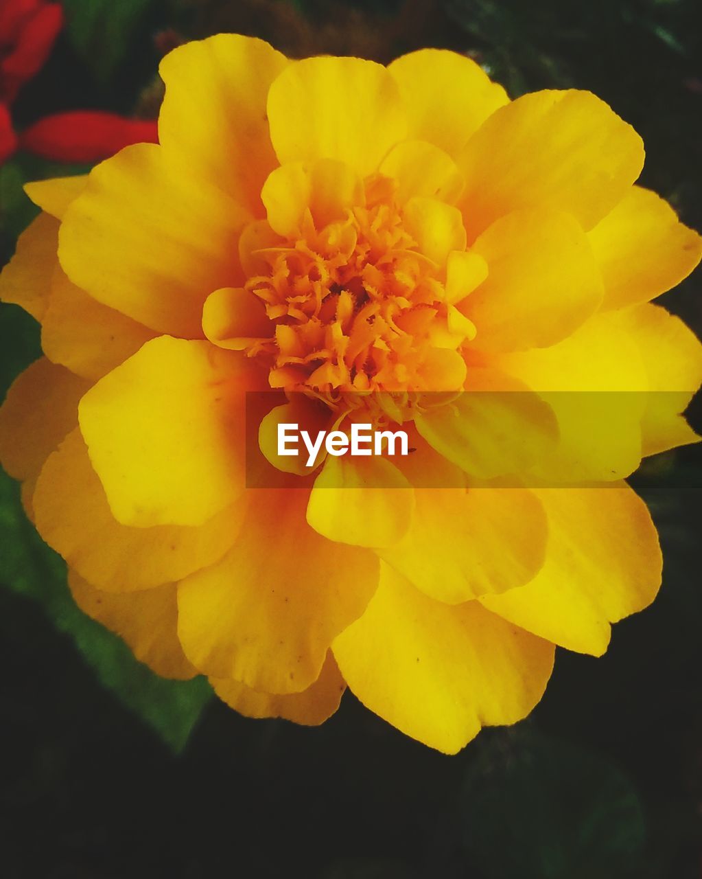 CLOSE-UP OF MARIGOLD FLOWER BLOOMING OUTDOORS