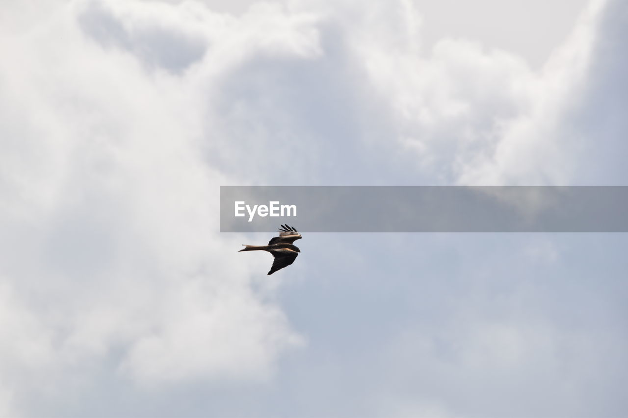 LOW ANGLE VIEW OF SEAGULLS FLYING