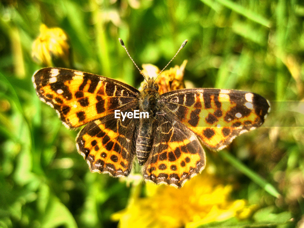 Butterfly perching on leaf