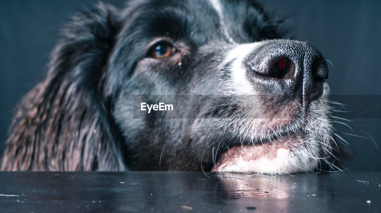 Close-up of black landseer newfoundland dog