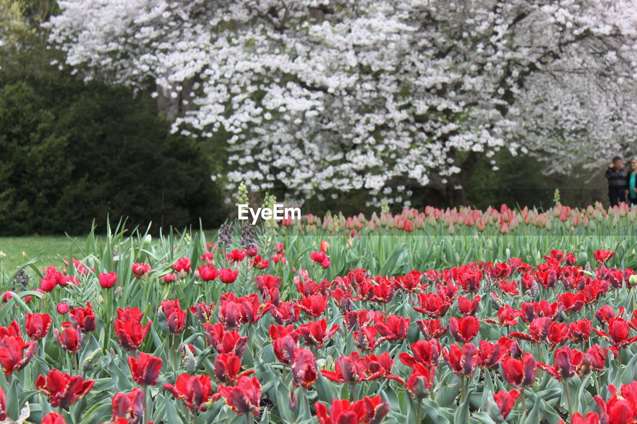 Close-up of red tulip flowers on field