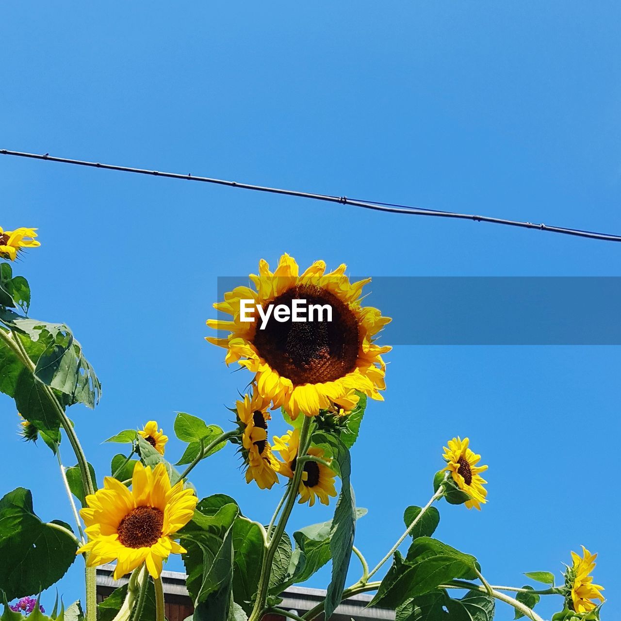 LOW ANGLE VIEW OF SUNFLOWERS AGAINST CLEAR SKY