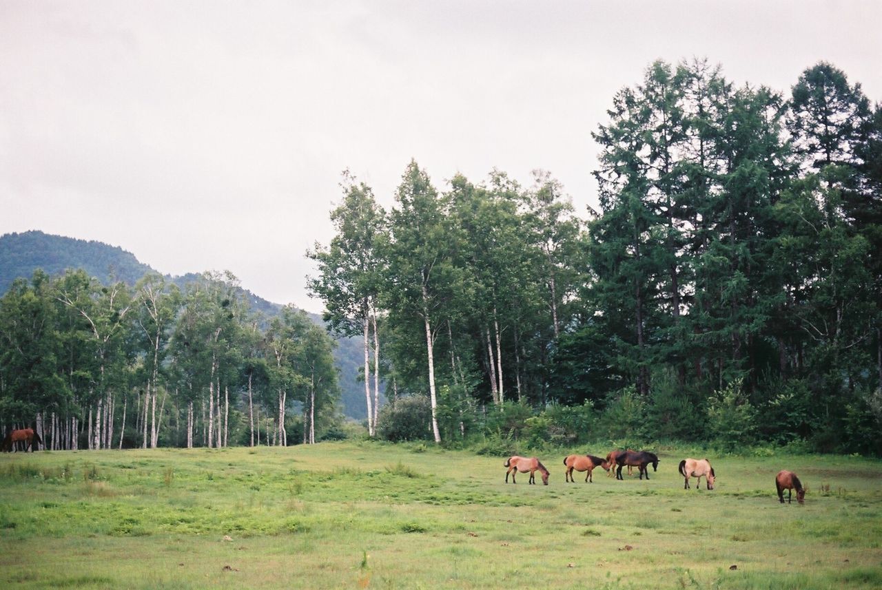 COWS GRAZING ON FIELD AGAINST TREES