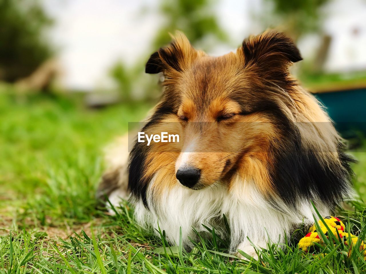 Close-up of dog on grass