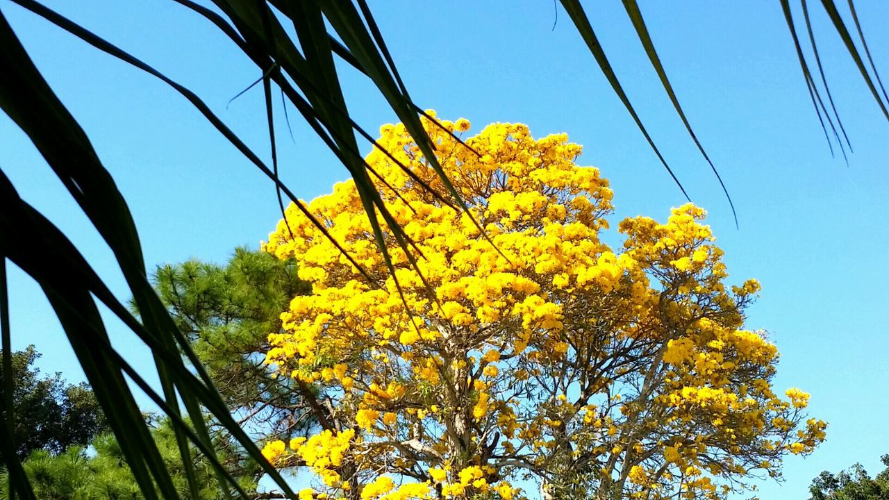 Low angle view of yellow flowers blooming on tree against clear blue sky