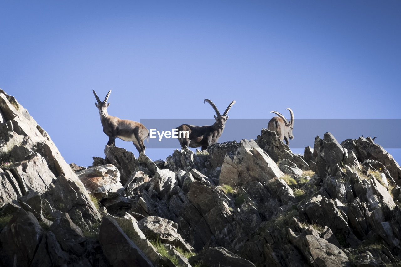 Low angle view of animal on rock against clear blue sky