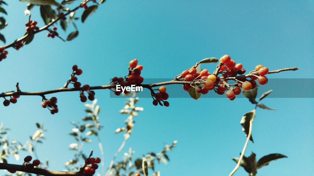Low angle view of red flowers on tree against clear sky