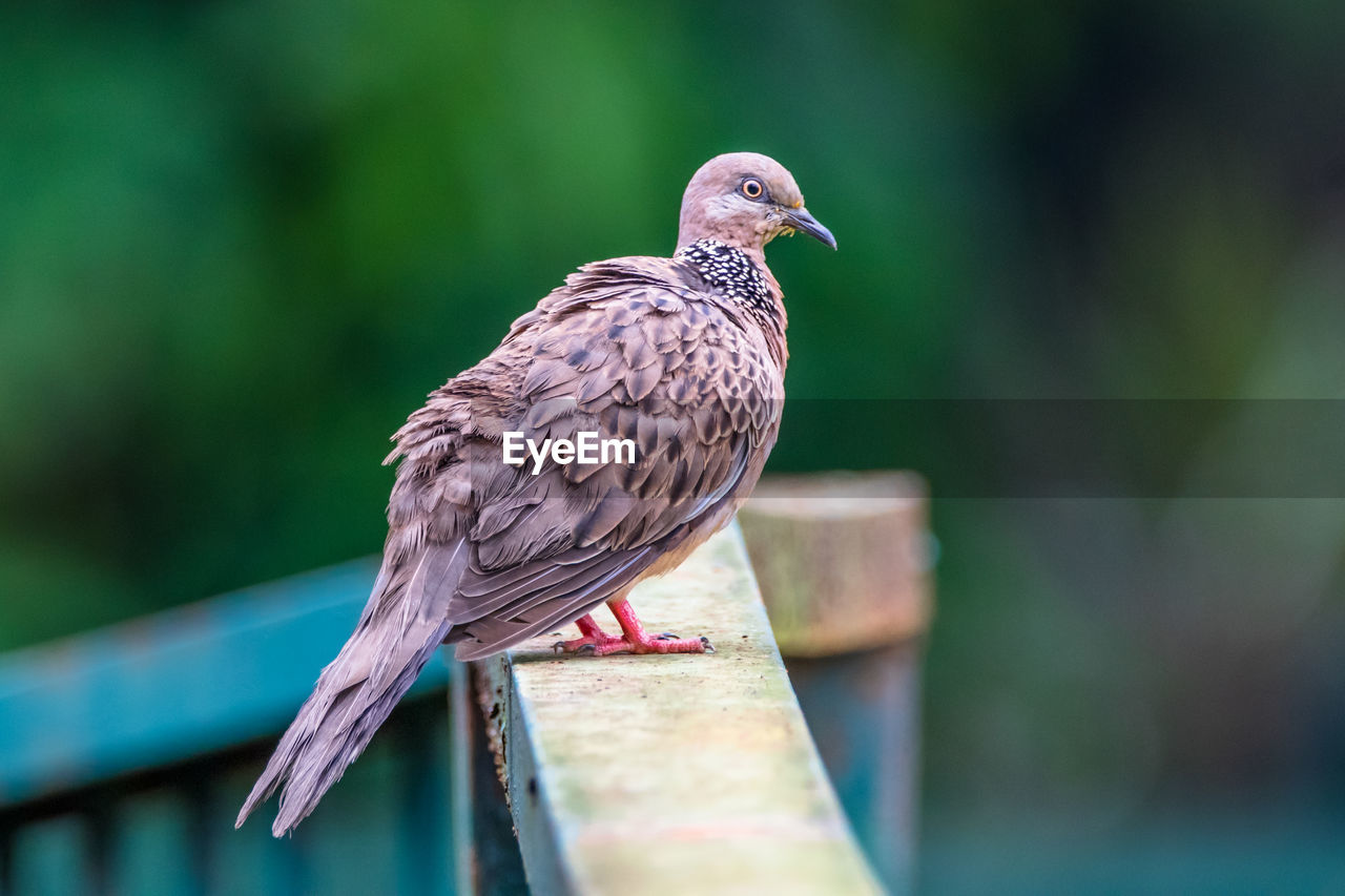 Island collared dove standing in the fence