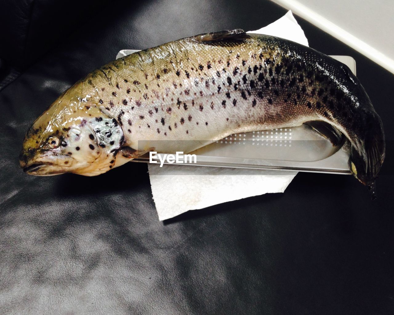 High angle view of fish on tray