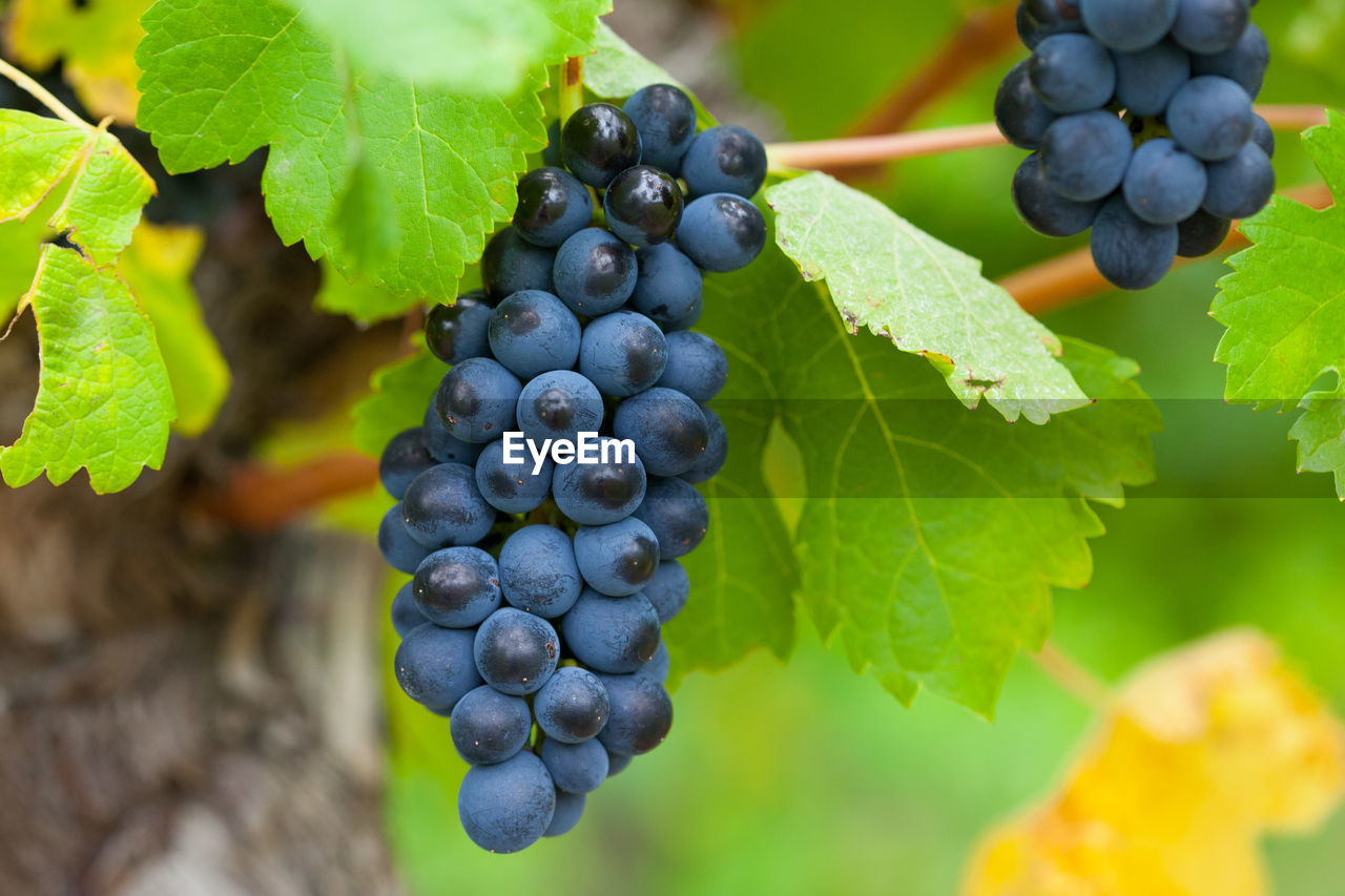 CLOSE-UP OF GRAPES