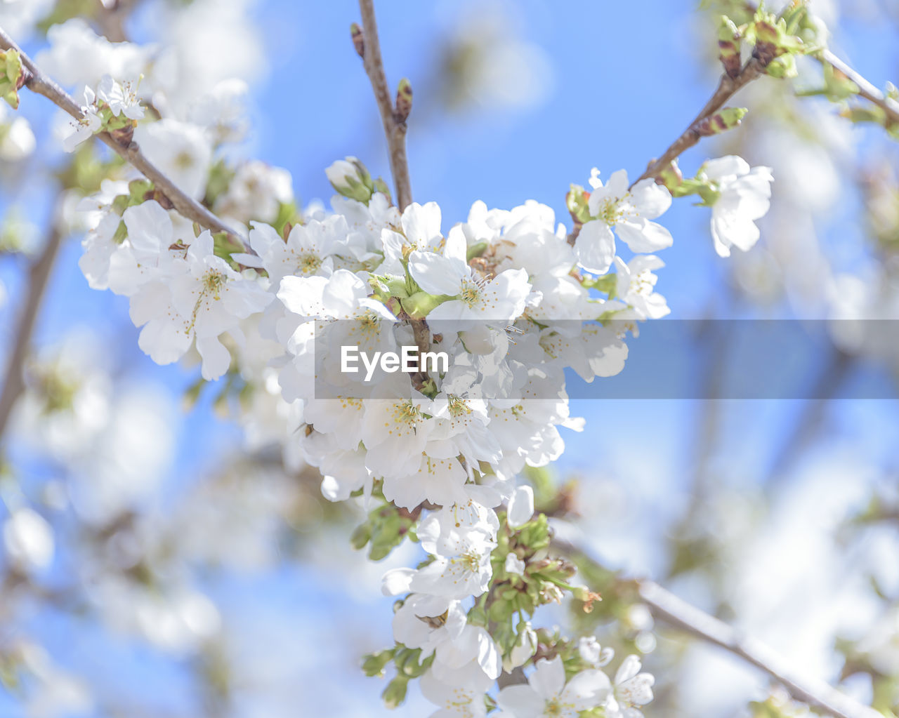 plant, flower, flowering plant, blossom, tree, springtime, fragility, freshness, beauty in nature, growth, branch, nature, produce, white, food, spring, cherry blossom, close-up, no people, flower head, fruit tree, twig, outdoors, botany, sky, day, inflorescence, fruit, focus on foreground, food and drink, petal, selective focus, low angle view, almond tree, sunlight, cherry tree, agriculture, apple tree, blue, almond